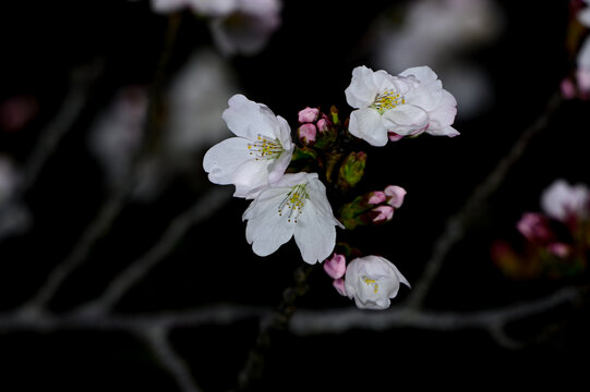 白色樱花春天