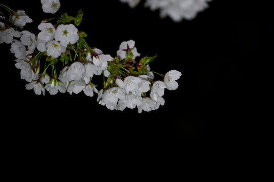 白色樱花黑背景春天日本樱花