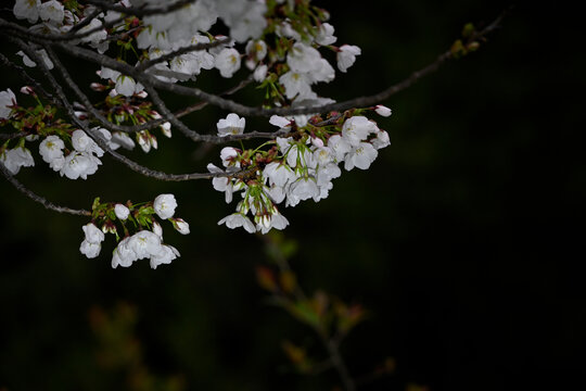 日本樱花春天