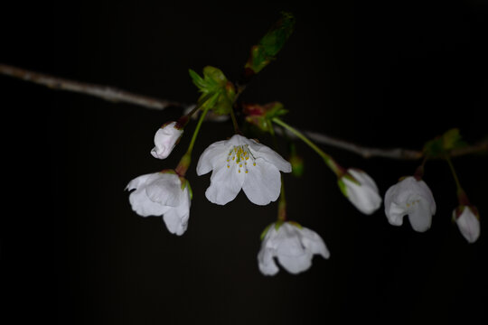 日本樱花春天