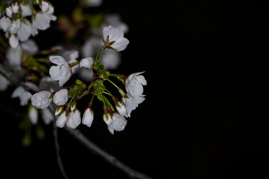 白色樱花黑背景