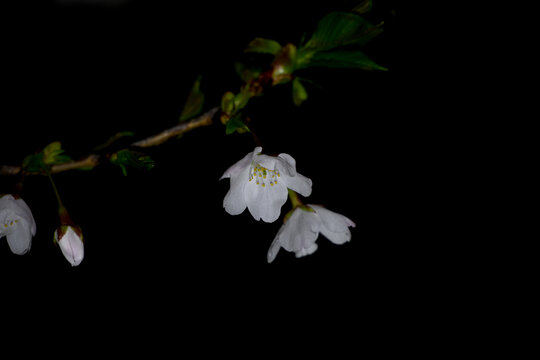 白色樱花黑背景