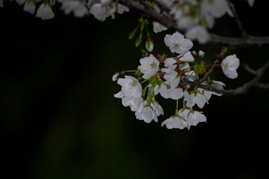 白色樱花黑背景