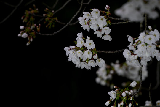 白色樱花黑背景