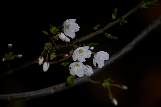 白色樱花