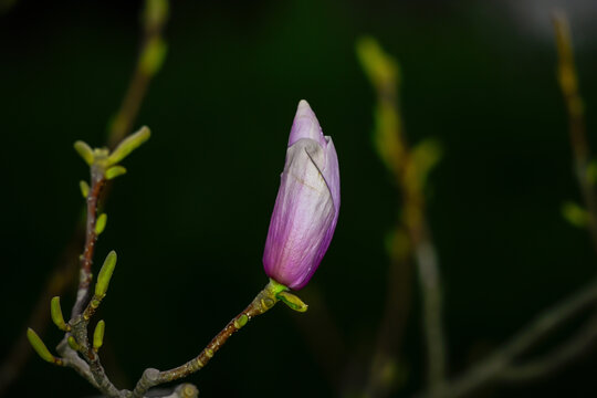 红玉兰花春天