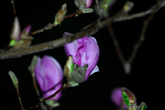 红玉兰花春天