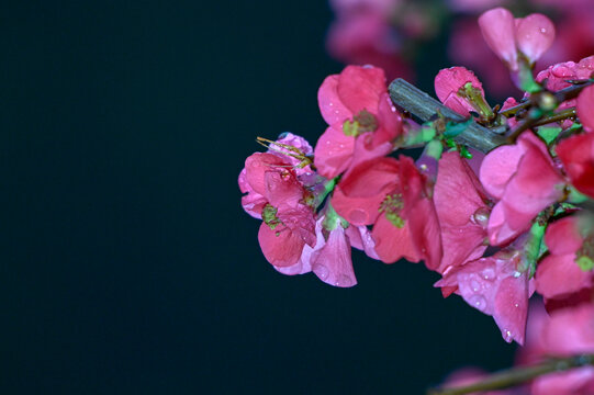 海棠花春天盛开