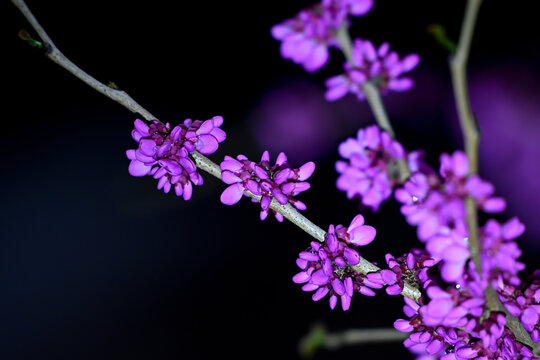 紫荆花春天