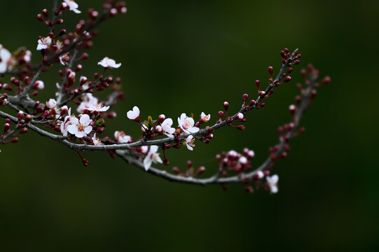 紫叶李花春天