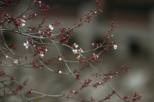 紫叶李花春天