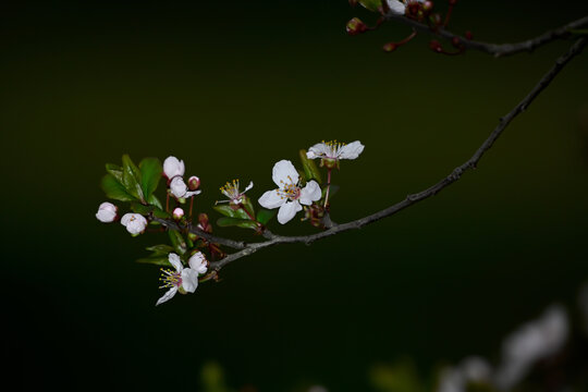 紫叶李花春天