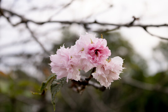 芙蓉花