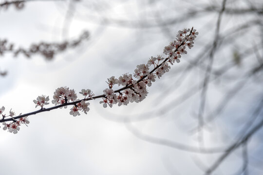 春天樱花盛开