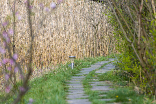 贵阳观山湖公园芦苇