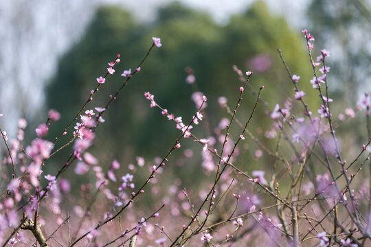 春天山桃花开