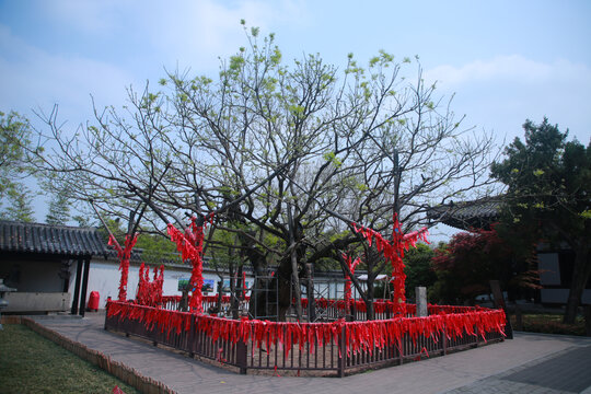 项王手植槐