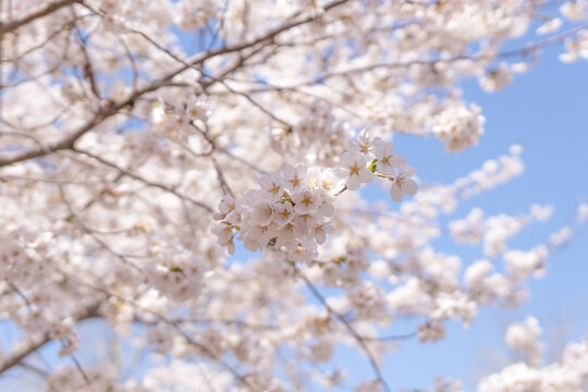 玉渊潭樱花