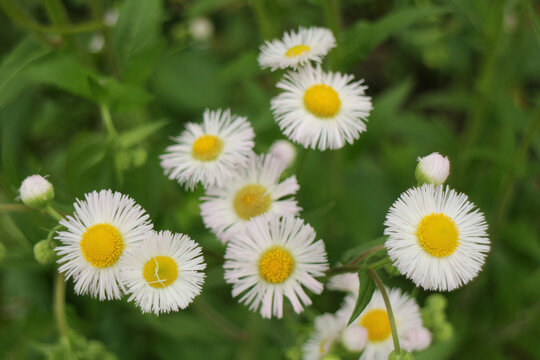 一年蓬小花