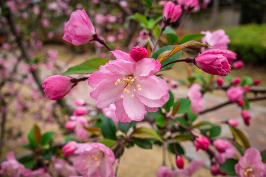 海棠花与蜜蜂采蜜