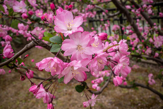 海棠花与蜜蜂采蜜