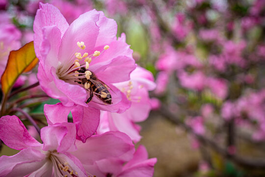 海棠花与蜜蜂采蜜
