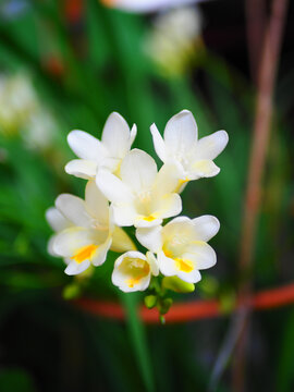 麦冬花开