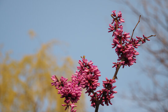 紫荆花花簇