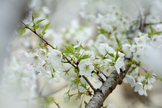 春景樱花盛开盛开