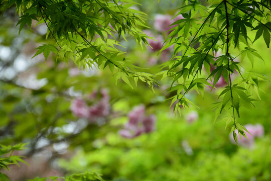 枫叶鲜花背景