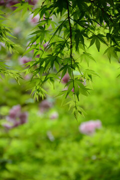 枫叶鲜花背景