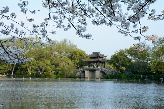 杭州西湖玉带桥春景樱花