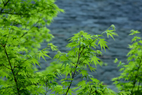 嫩绿色的枫叶文化石背景