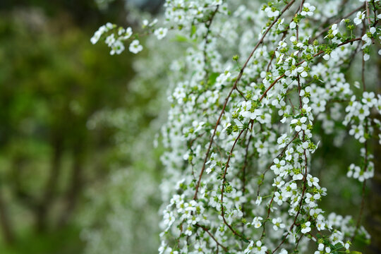 盛开的雪柳花