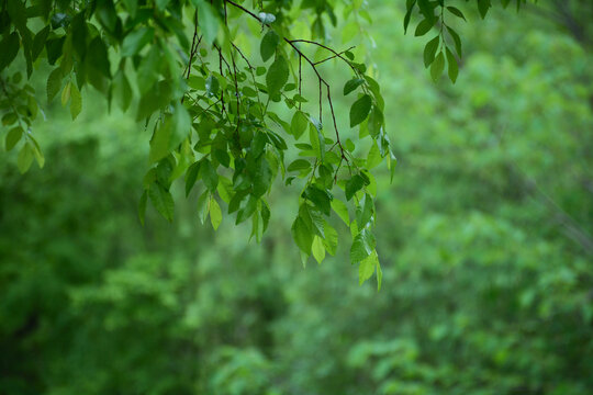 春景绿树叶背景