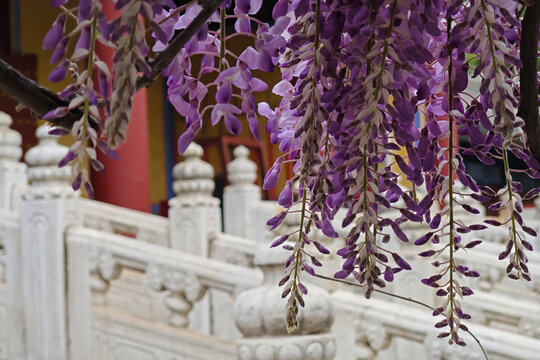 北京孔庙大成门紫藤花