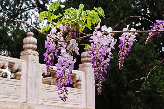 北京孔庙紫藤花