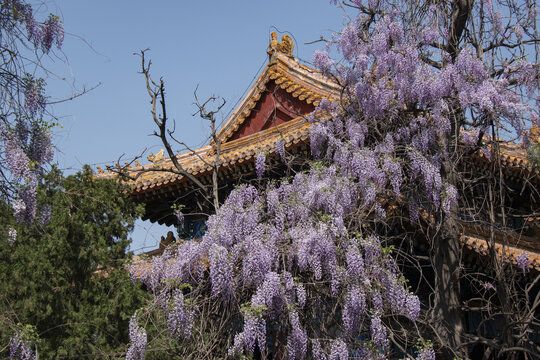 中国古建筑紫藤花