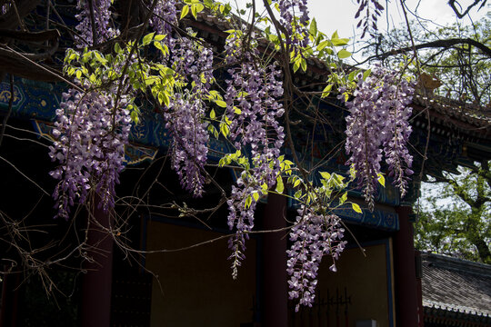 中国古建筑紫藤花