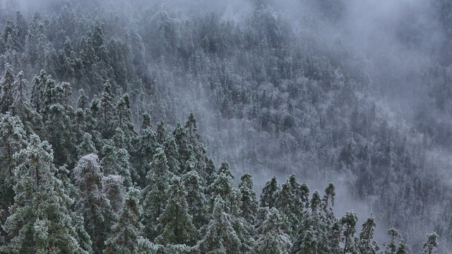 大山云雾