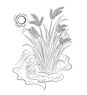 水稻矢量圖