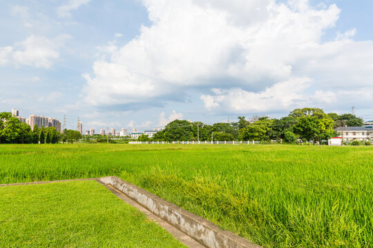 稻田