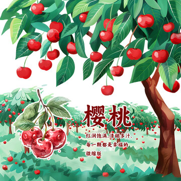 櫻桃