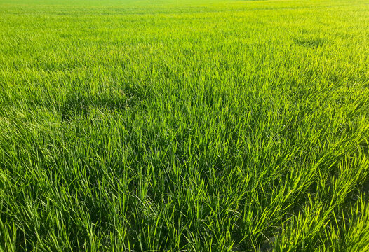 水稻种植