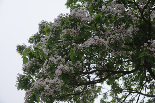 楸树开花