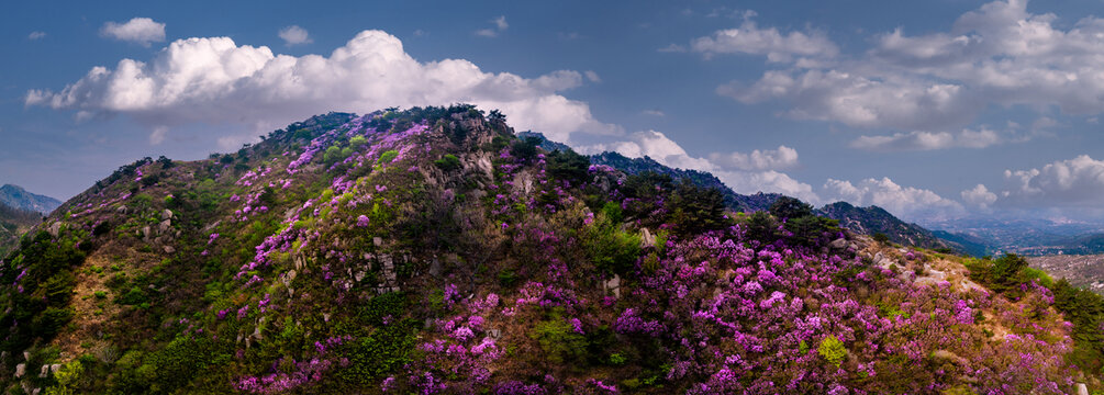 山东烟台牙山满山遍野盛开杜鹃花