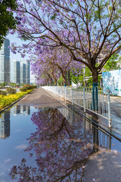 昆明盛开的蓝花楹都市风光