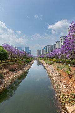 蓝天白云河流蓝花楹都市风光