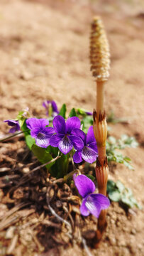 紫花地丁