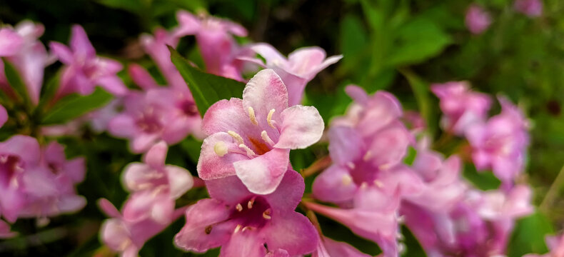 锦带花